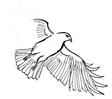 450x397 How To Draw A Hawk