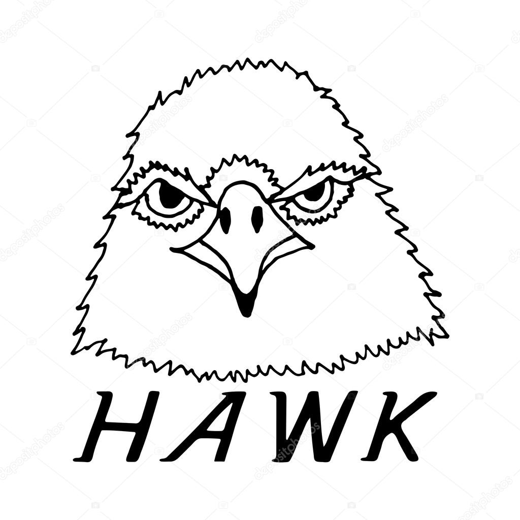 1024x1024 Hand Draw Hawk Head Stock Vector Gennadiikorchuganov