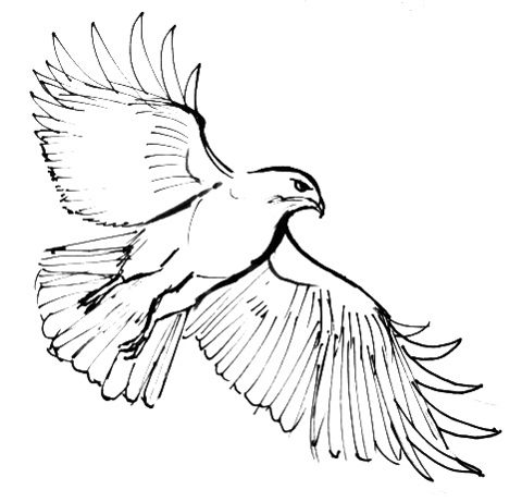 480x461 Hawk Outline 052