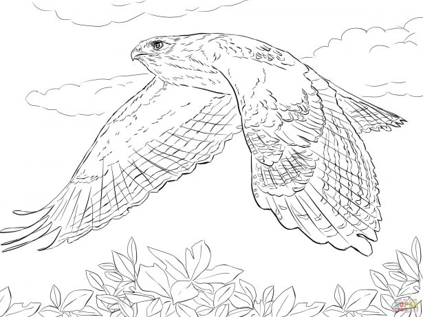 615x461 How To Draw Hawk For Kids Coloring Home With How To Draw