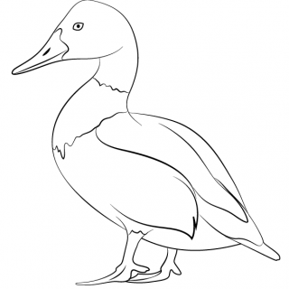 320x320 Back To Lucien Van Oosten Art Drawings Hawk Drawing Of Animals