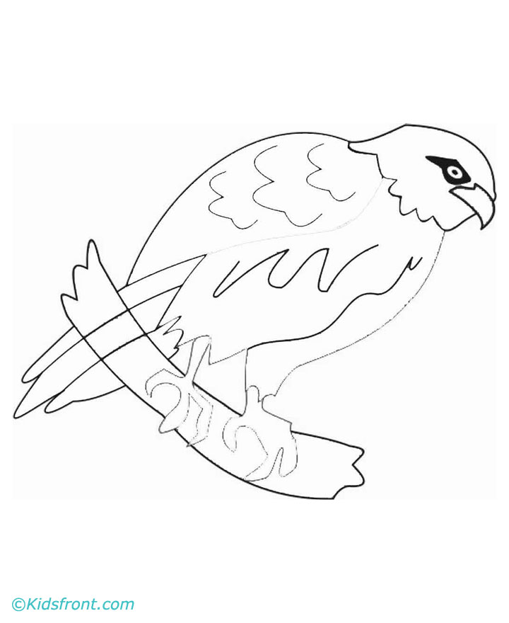720x880 Hawk Head Drawing