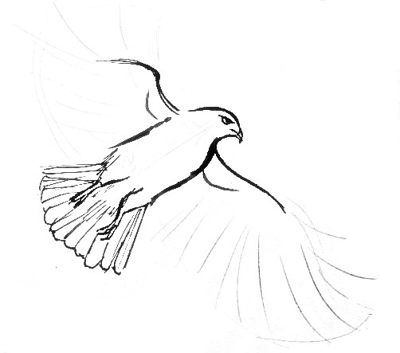 400x353 Hawk Drawing 050