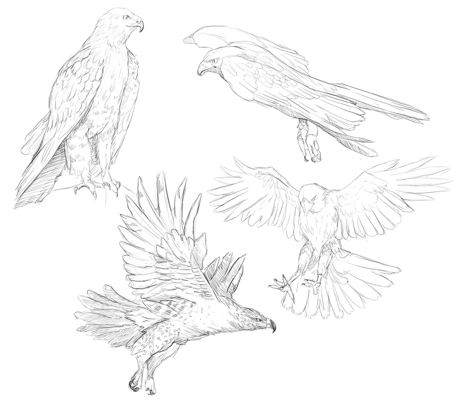 900x810 Hawk Study