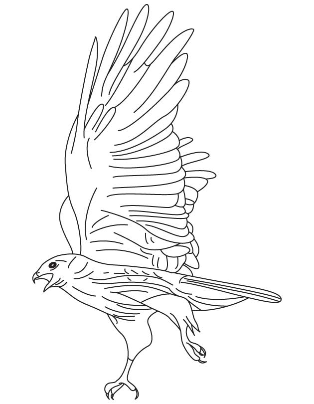 630x810 Hawk Pages Colouring Pages Coloring Pages Birds