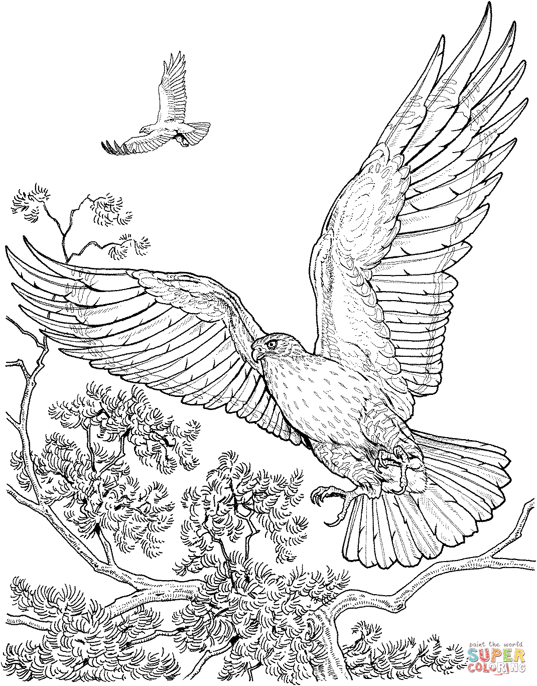 1070x1367 Two Flying Hawks Coloring Page Free Printable Coloring Pages