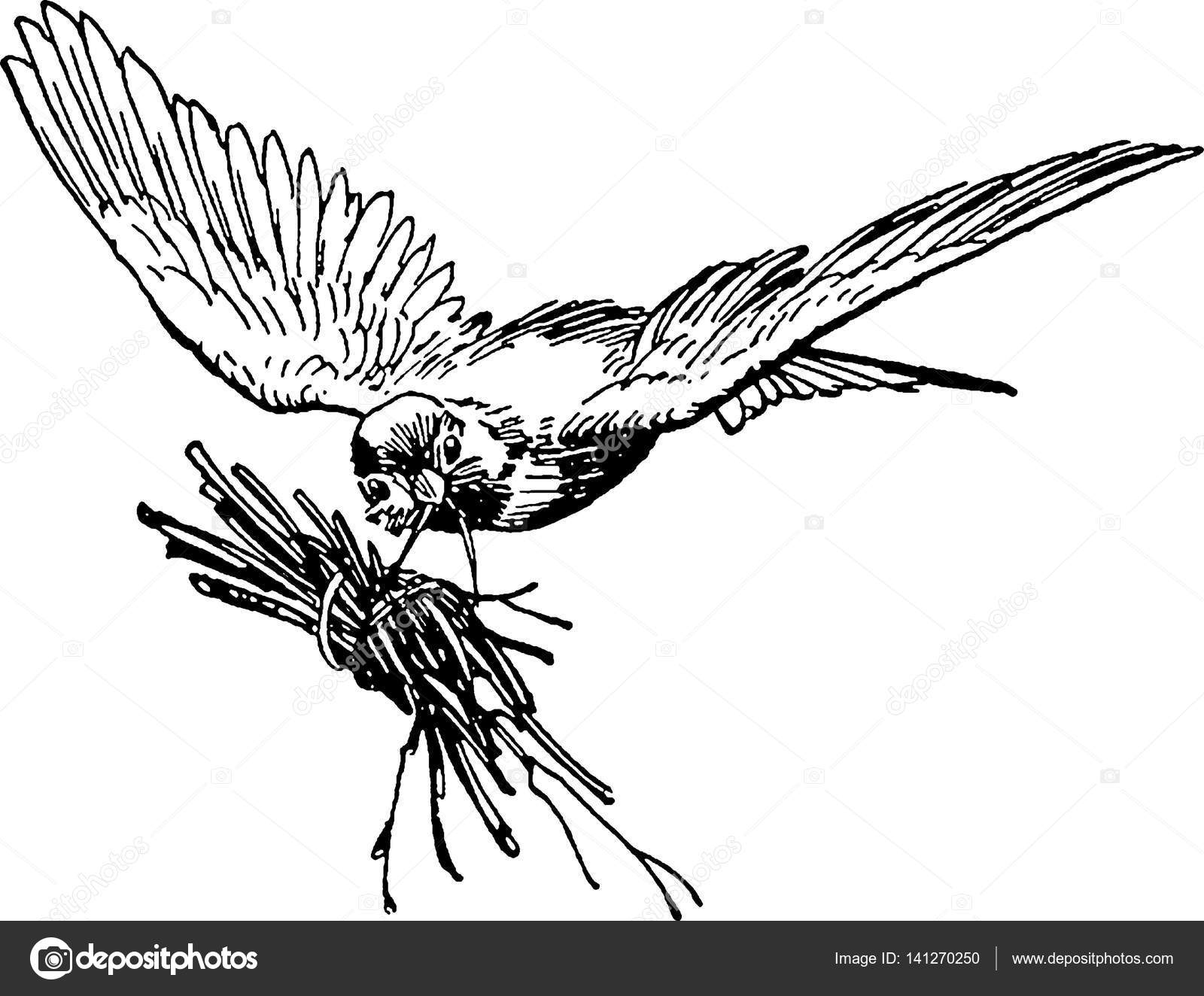 1600x1324 Vintage Image Flying Bird Stock Photo
