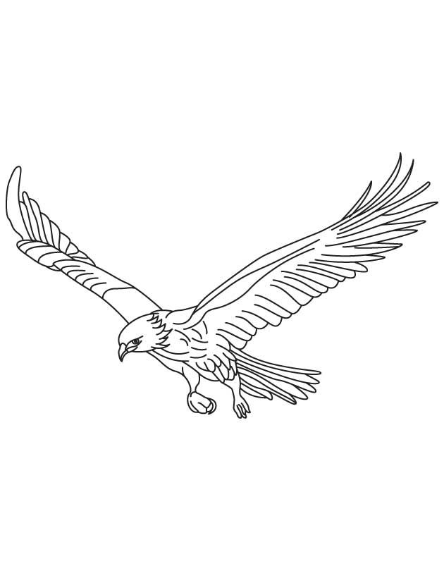 Hawk Flying Drawing at GetDrawings | Free download