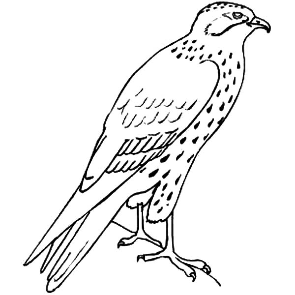 600x600 Bird Coloring Pages Flying Falcon