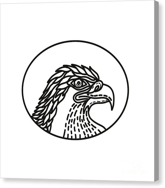 546x622 Hawk Eagle Canvas Prints