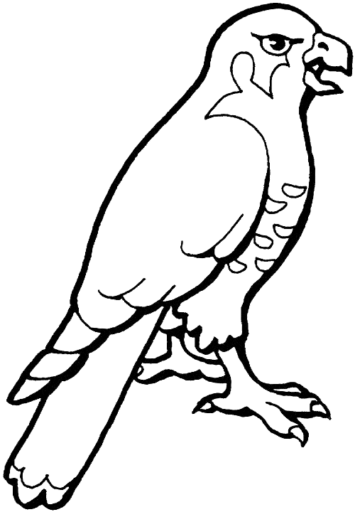 500x720 Hawk Coloring Page