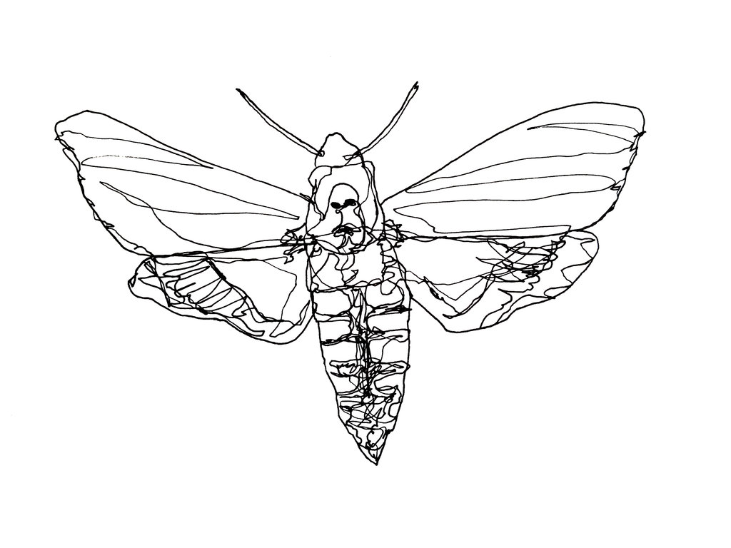 1024x768 Death's Head Hawk Moth By Lunafreja