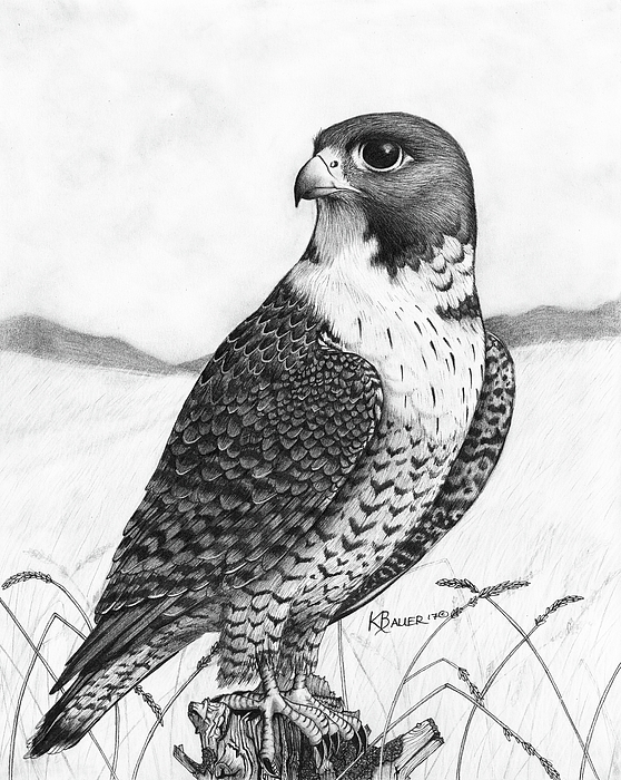 558x700 Falcon Drawings
