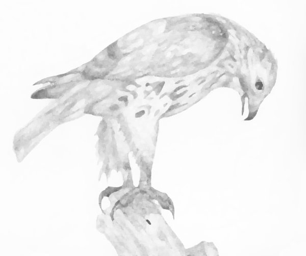 600x502 Hawk Pencil Drawing By Plushlosophy