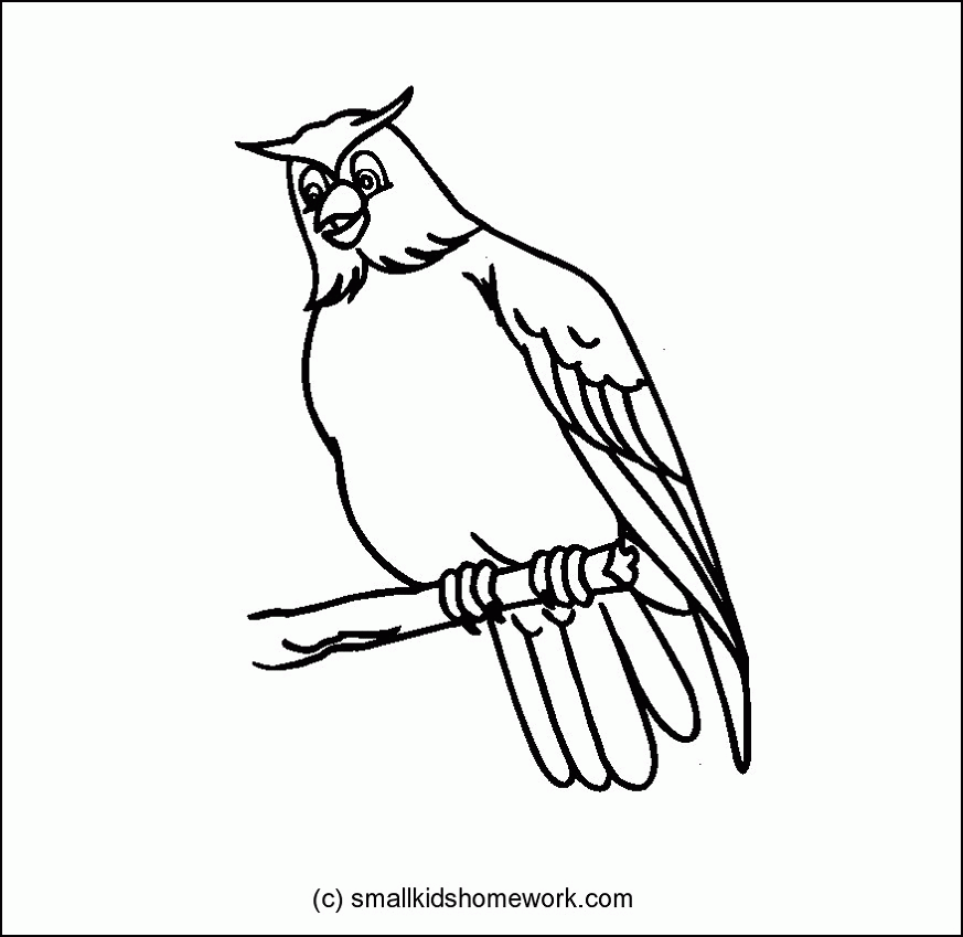 873x849 Drawings Of Hawks 487925