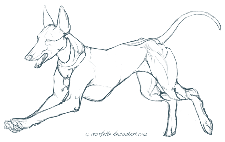 920x580 Drawings Of Hawks