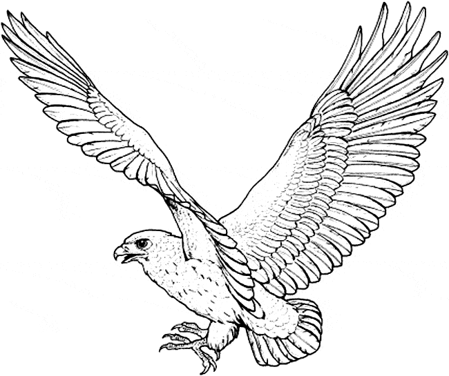 650x545 Hawk Coloring Plants Herky The Hawk Coloring Page