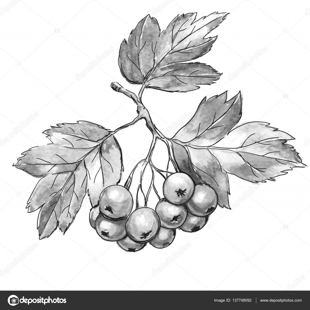 1024x1022 Hawthorn Berries