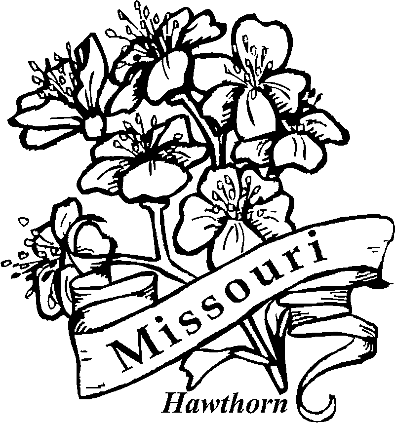 800x857 Images Of State Flowers Coloring Pages