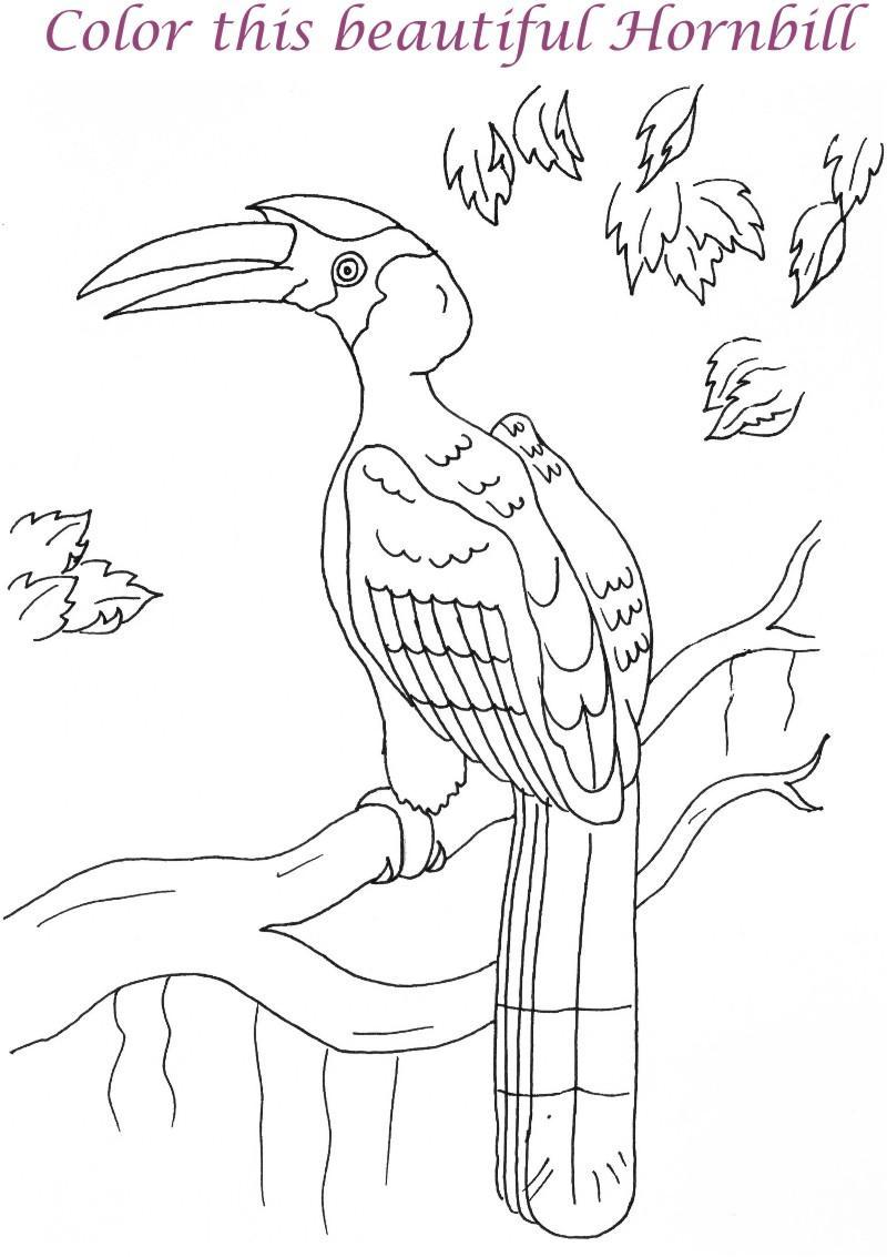 800x1133 Hornbill Printable Coloring Page For Kids