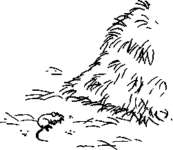 251x218 Dfid Livestock Husbandry Library 1.0