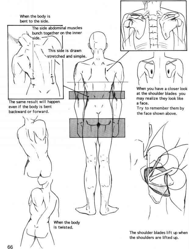620x816 Strndrrd Human Bodv Structure