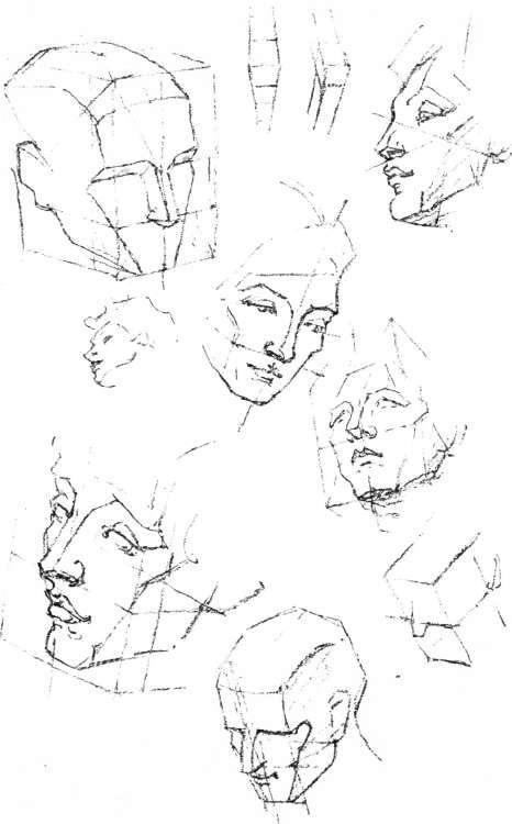 466x750 Masses Constructiveanatomy 51 Anatomy Human Head