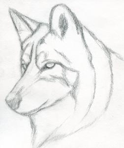 252x302 How To Draw A Wolf Head, Mexican Wolf, Step By Step, Forest