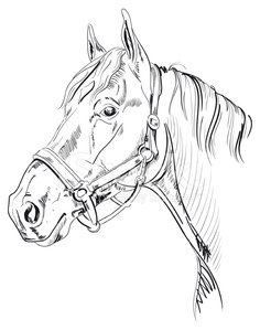 236x299 Horse Head Sketch Stock Vectors