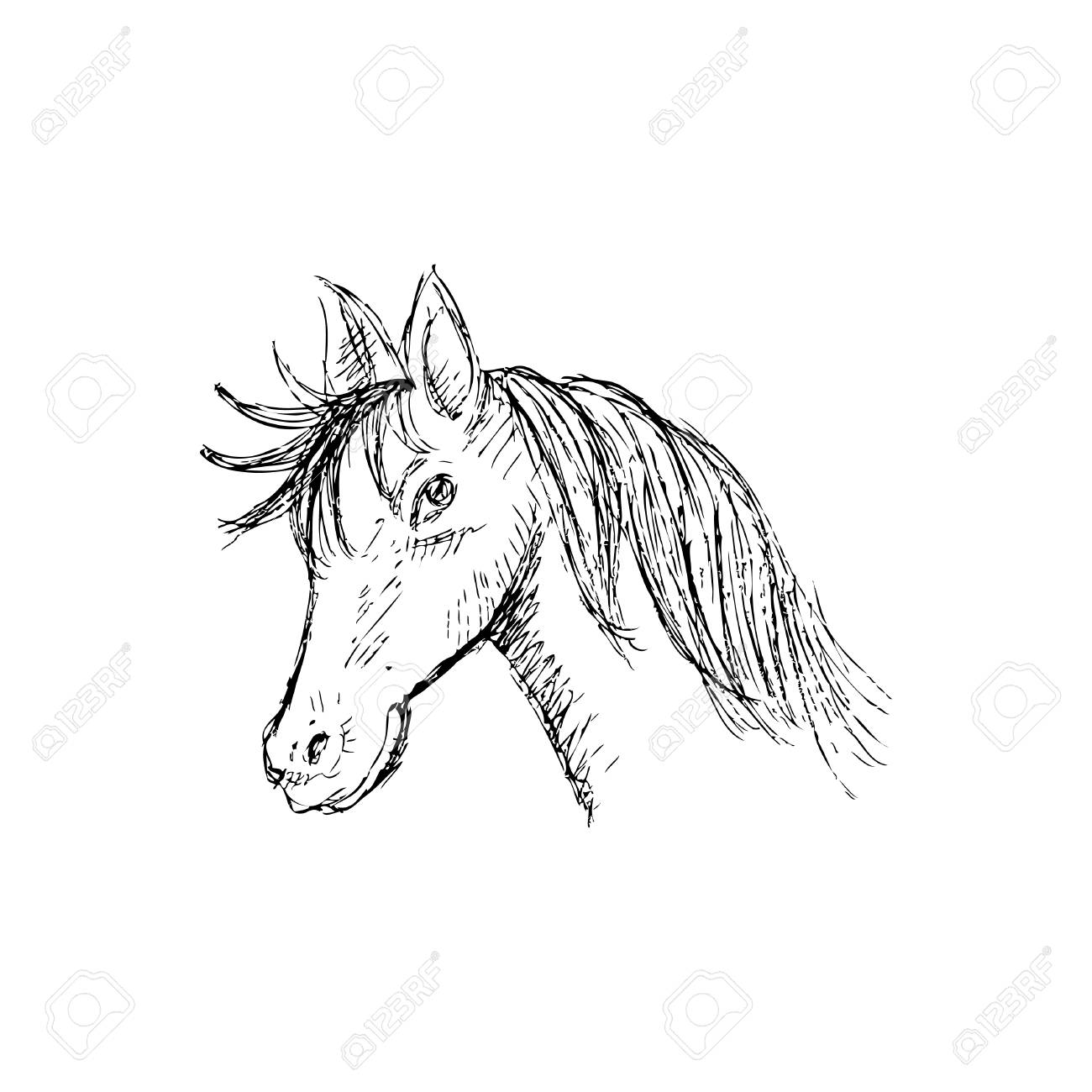 1300x1300 Hand Drawing Horse Head Royalty Free Cliparts, Vectors, And Stock