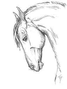 228x300 Horse Head Drawing Drawings