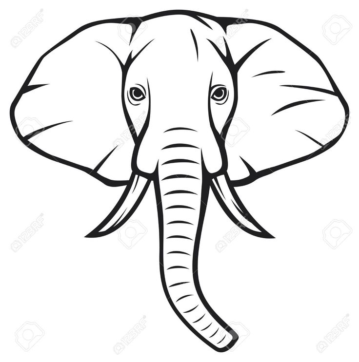 736x743 Photos Printable Elephant Head Drawings,