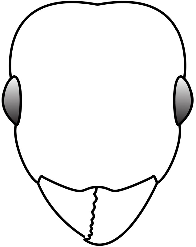 637x800 Head Shape Antkey