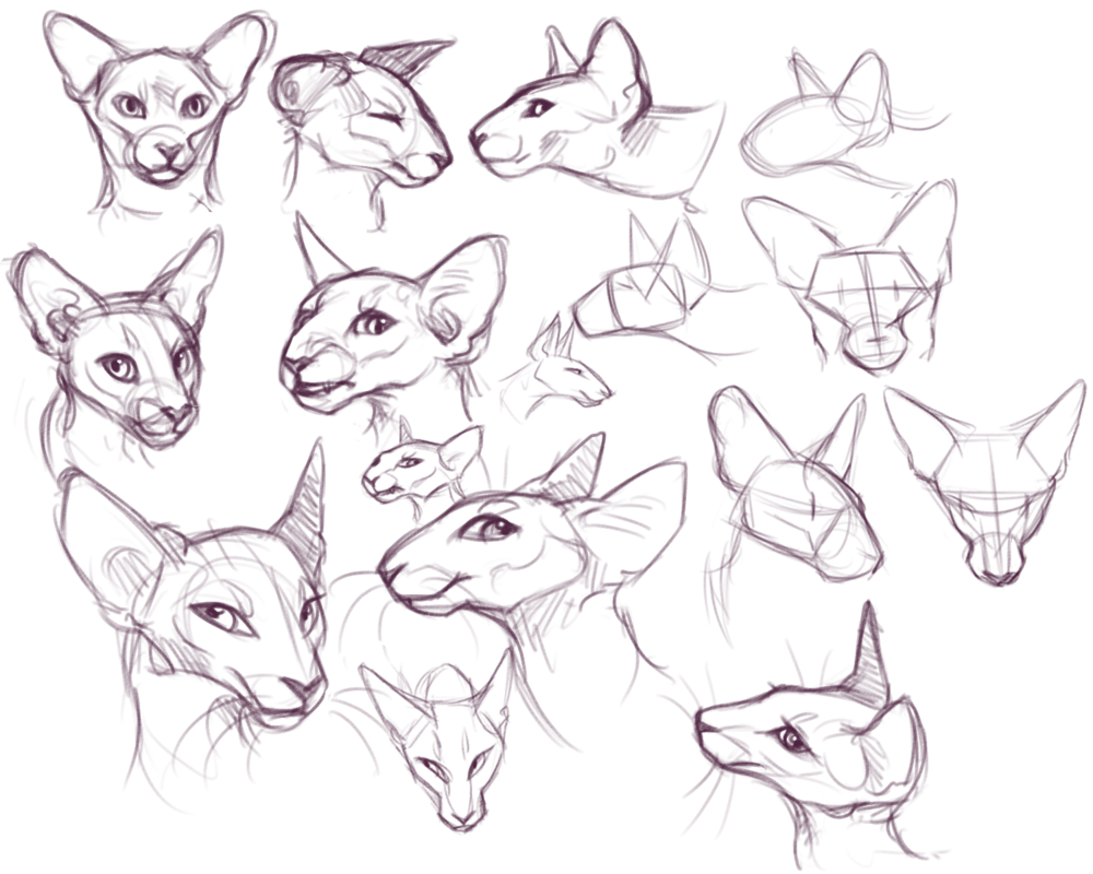 1000x800 Oriental Head Structure (And Simplification) By Kitfaced