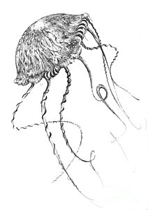 212x300 Fish Heads Drawings Fine Art America