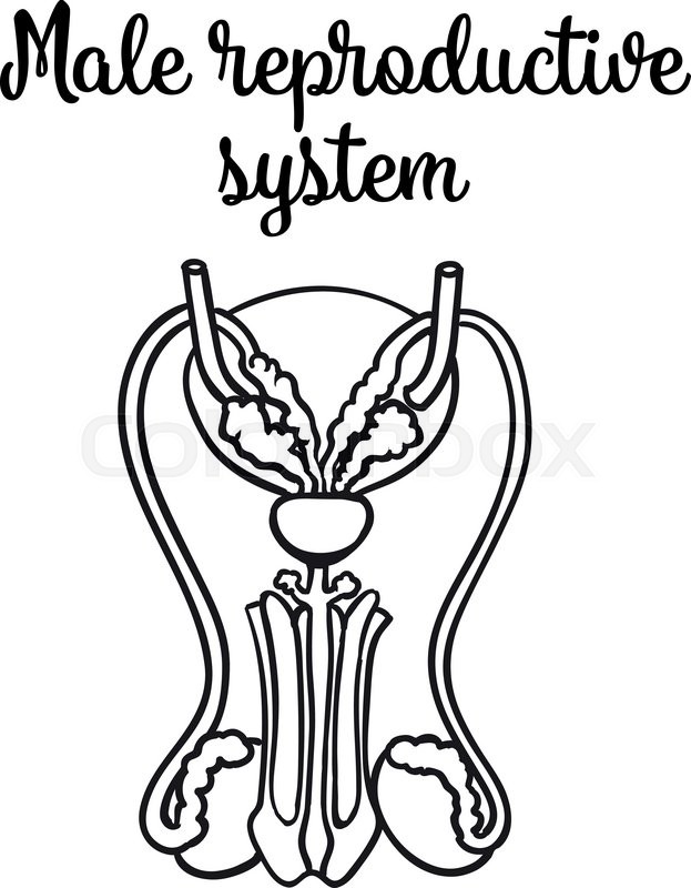 623x800 Male Reproductive System, Vector Sketch Hand Drawn Illustration