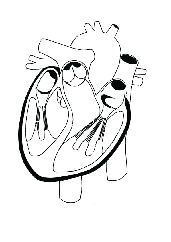 600x848 Human Heart Coloring Pages Healthy Heart In Human Anatomy Coloring