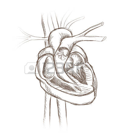 376x450 Human Heart Anatomy From Healthy Body, Vector Illustration Heart