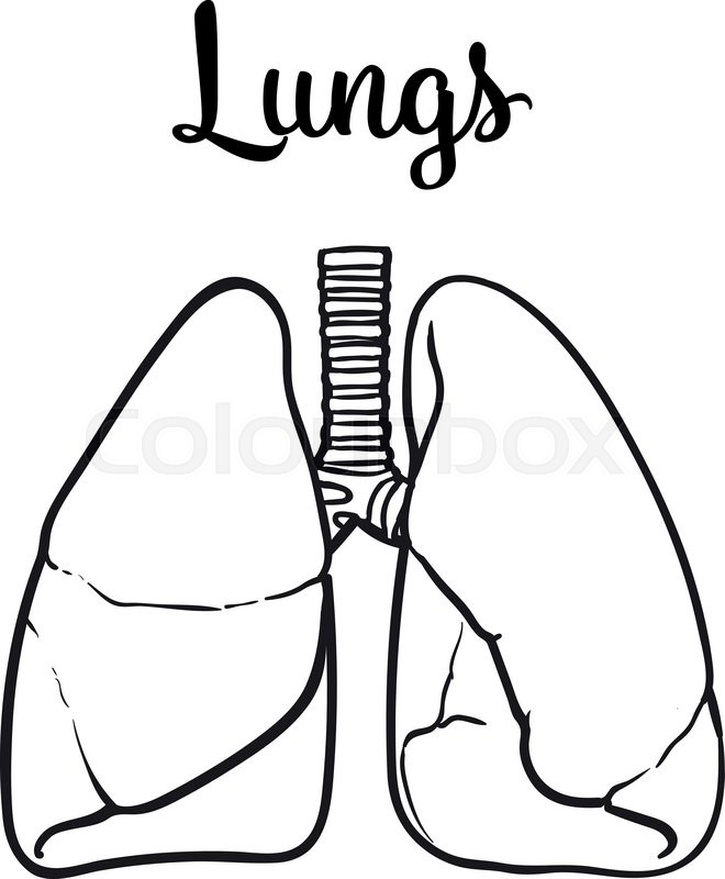 660x800 Sketch The Lungs, Vector Sketch Hand Drawn Illustration Isolated