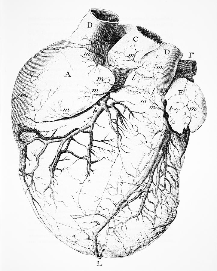 Heart Anatomical Drawing at GetDrawings.com | Free for personal use