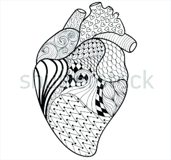 600x562 Heart Anatomy Coloring Pages Human Heart Coloring Pages Free