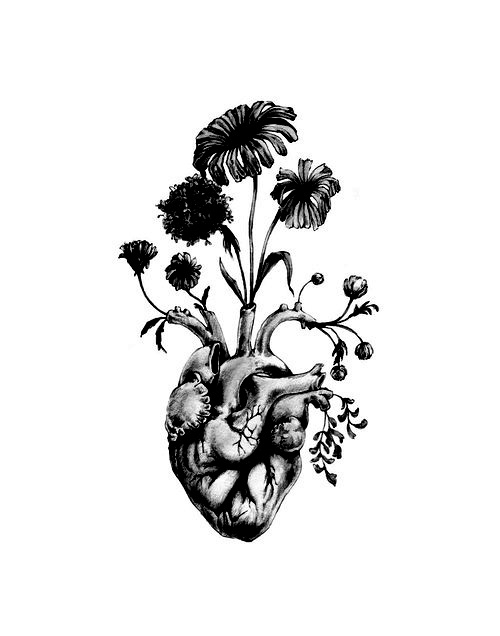 Heart Anatomical Drawing at GetDrawings.com | Free for personal use
