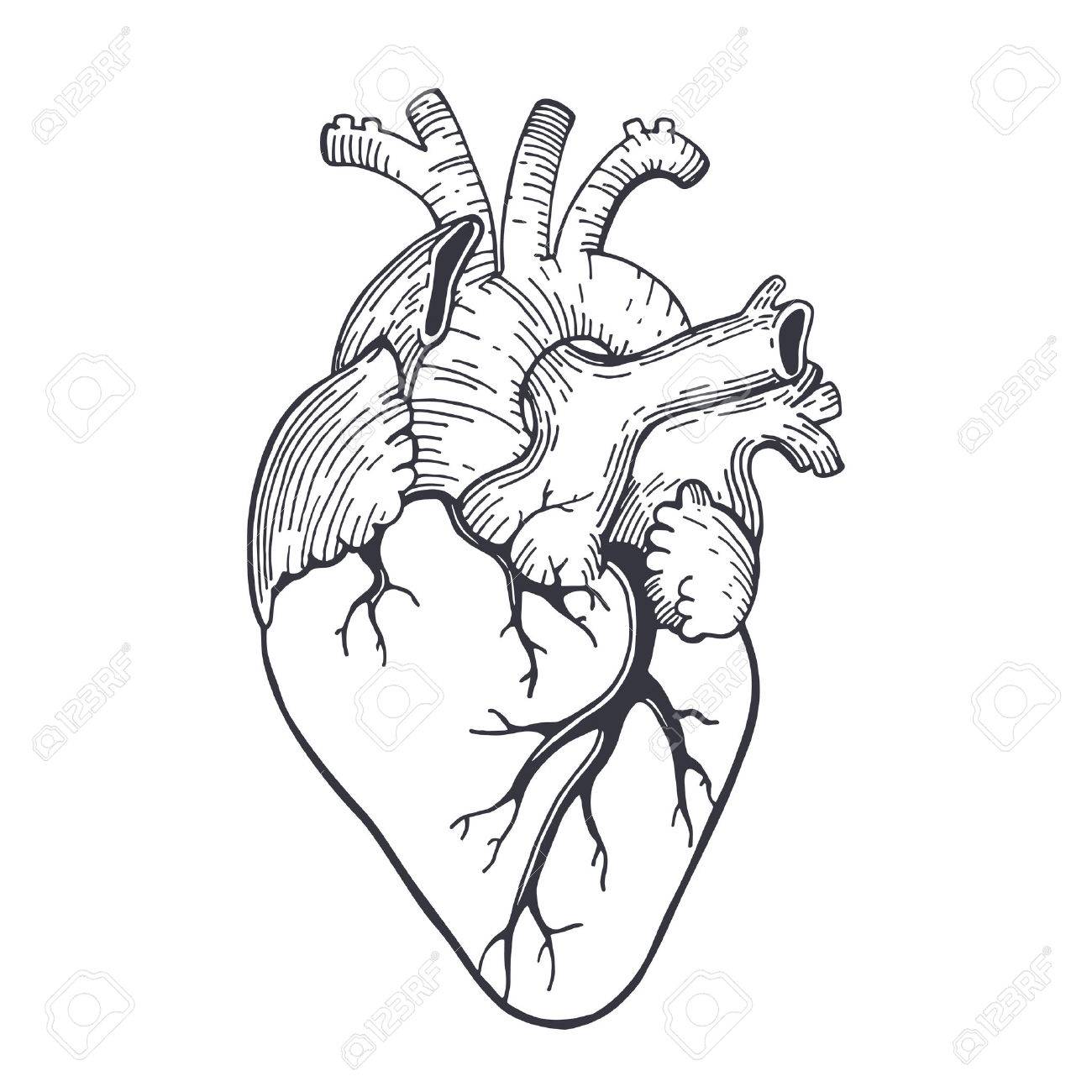 1300x1300 Vector Realistic Anatomical Heart Royalty Free Cliparts, Vectors