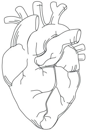 300x457 Heart Anatomy Coloring Pages Pin Drawn Heart Draw Human Heart