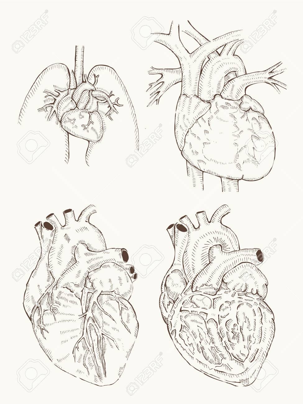 975x1300 Heart Anatomy Hand Draw Royalty Free Cliparts, Vectors, And Stock
