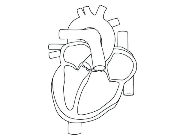 600x450 Human Anatomy Coloring Pages Heart Anatomy Coloring Pages How