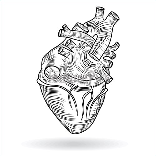 500x500 Human Heart Anatomy Illustration