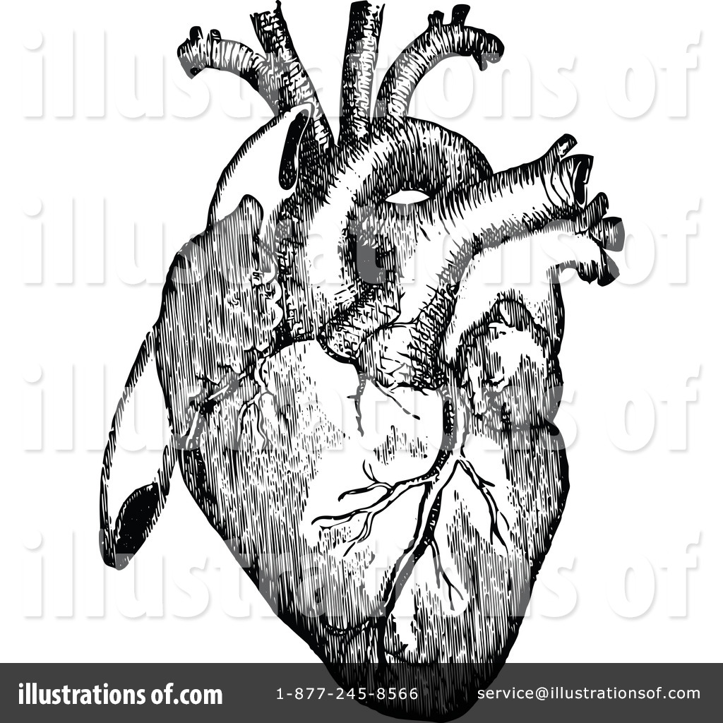 1024x1024 Organs Clipart Anatomical Heart