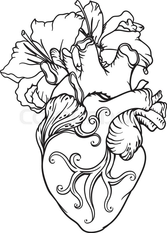 574x800 Stylized Anatomical Human Heart Drawing. Heart With White Lilies