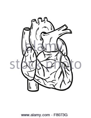 300x391 Heart Anatomy Hand Draw Stock Vector Art Amp Illustration, Vector